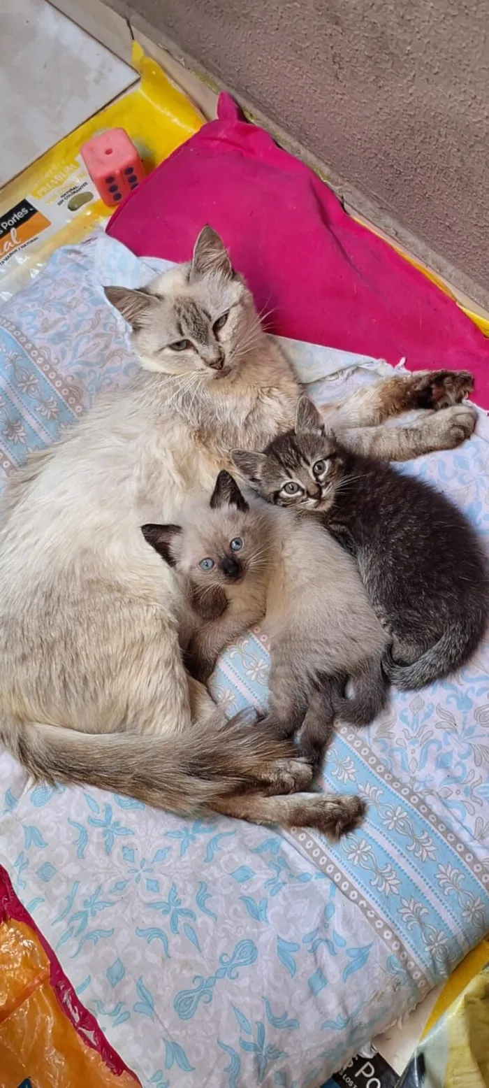 Gato raça SRD-ViraLata idade Abaixo de 2 meses nome Selena e seus dois filhotinhos