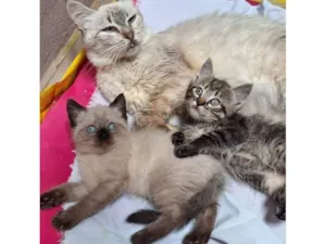 Gato raça SRD-ViraLata idade Abaixo de 2 meses nome Selena e seus dois filhotinhos