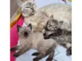 Gato raça SRD-ViraLata idade Abaixo de 2 meses nome Selena e seus dois filhotinhos