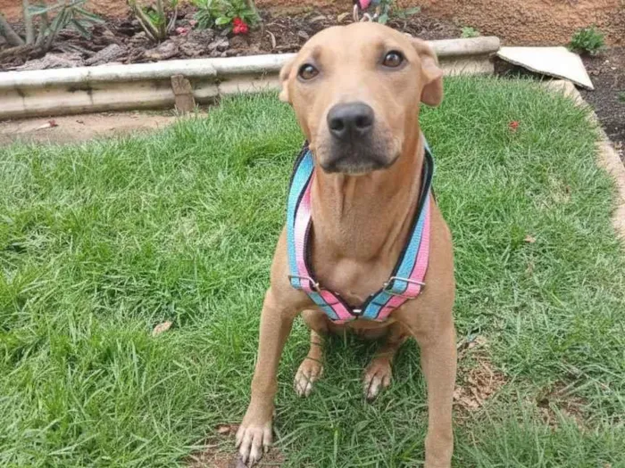 Cachorro raça Pit-Bull idade 7 a 11 meses nome Pandora 