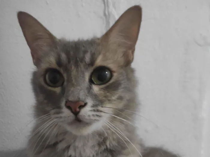 Gato raça Angorá idade 3 anos nome Tapioca