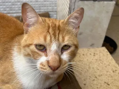 Gato raça SRD-ViraLata idade 2 a 6 meses nome Ferrugem 