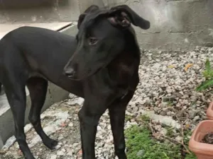 Cachorro raça SRD-ViraLata idade 7 a 11 meses nome Pedrita