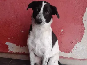 Cachorro raça SRD-ViraLata idade 3 anos nome SNOOP