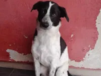 Cachorro raça SRD-ViraLata idade 3 anos nome SNOOP