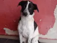 Cachorro raça SRD-ViraLata idade 3 anos nome SNOOP
