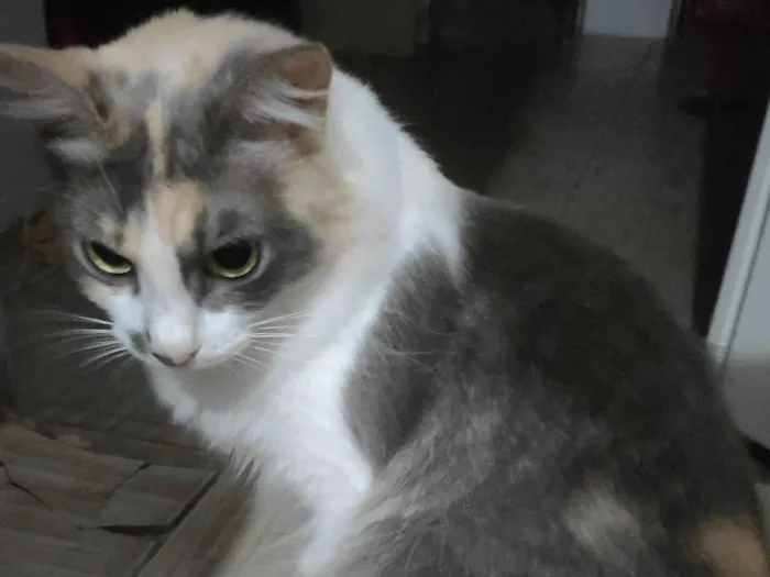 Gato raça Angorá idade 1 ano nome Yumi