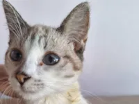 Gato raça SRD-ViraLata idade 2 a 6 meses nome (Sem nome)