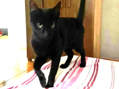 Gato raça SRD-ViraLata idade 1 ano nome Benjamim 