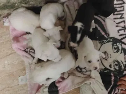 Cachorro raça SRD-ViraLata idade Abaixo de 2 meses nome Vitória 