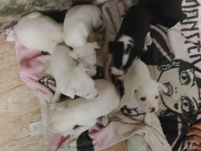 Cachorro raça SRD-ViraLata idade Abaixo de 2 meses nome Vitória 