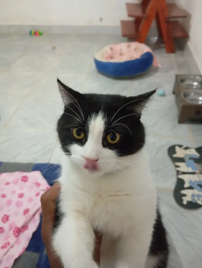 Gato raça SRD-ViraLata idade 7 a 11 meses nome Tomas 