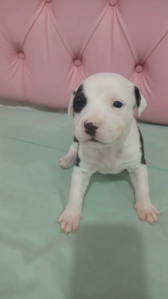 Cachorro raça SRD-ViraLata idade Abaixo de 2 meses nome filhotinhas 