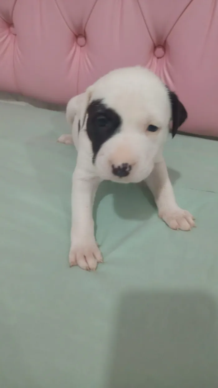 Cachorro raça SRD-ViraLata idade Abaixo de 2 meses nome filhotinhas 