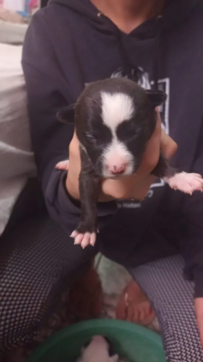 Cachorro raça SRD-ViraLata idade Abaixo de 2 meses nome filhotinhas 