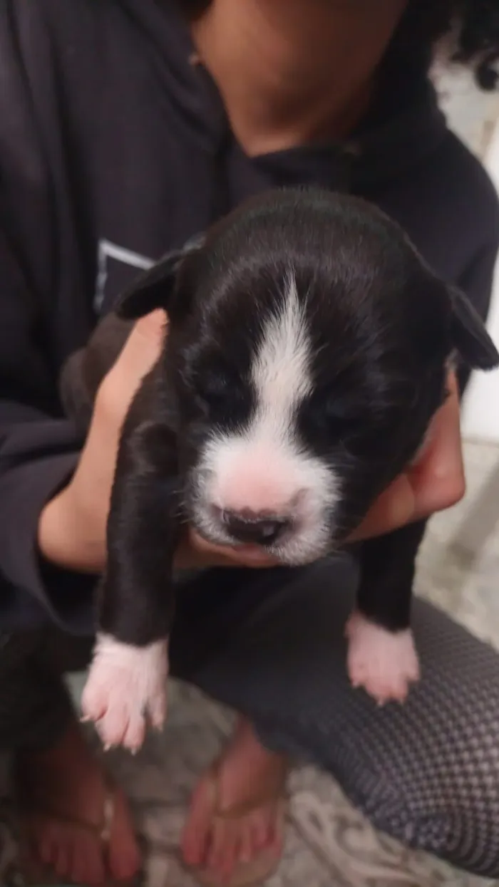 Cachorro raça SRD-ViraLata idade Abaixo de 2 meses nome filhotinhas 