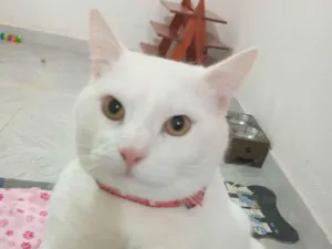 Gato raça SRD-ViraLata idade 7 a 11 meses nome Sky 