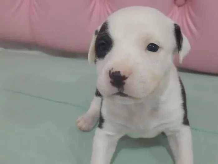 Cachorro raça SRD-ViraLata idade Abaixo de 2 meses nome filhotinhas 