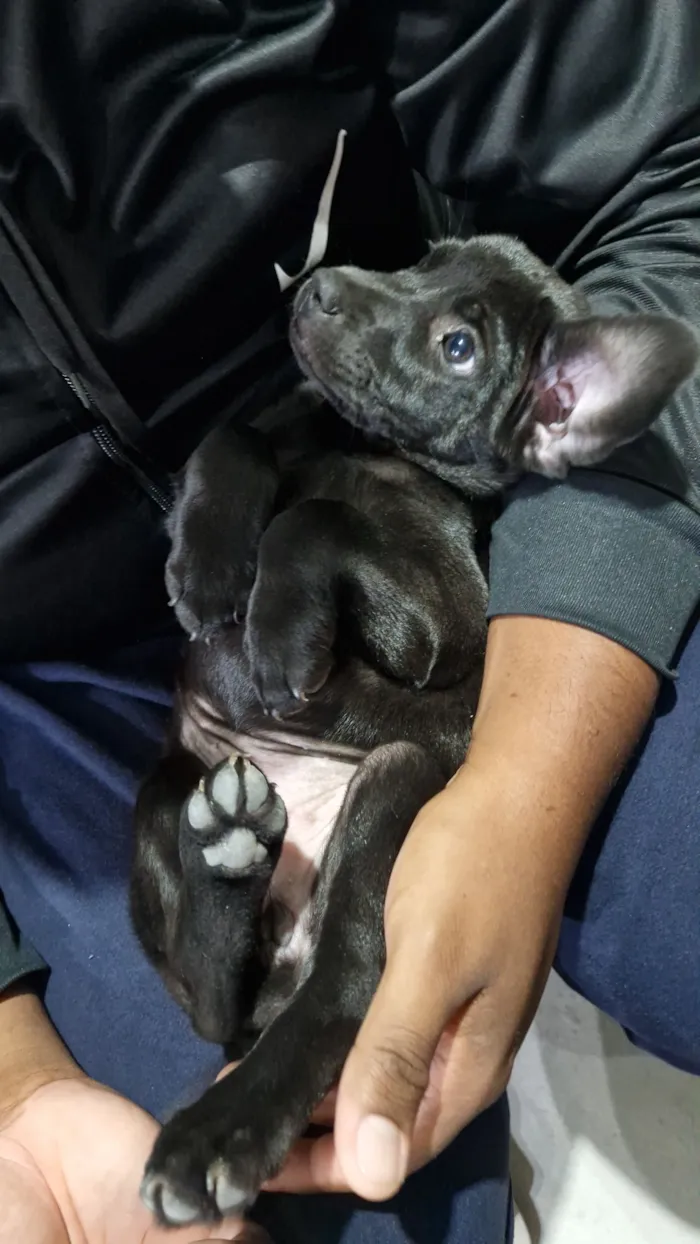 Cachorro raça SRD-ViraLata idade Abaixo de 2 meses nome Pantera 