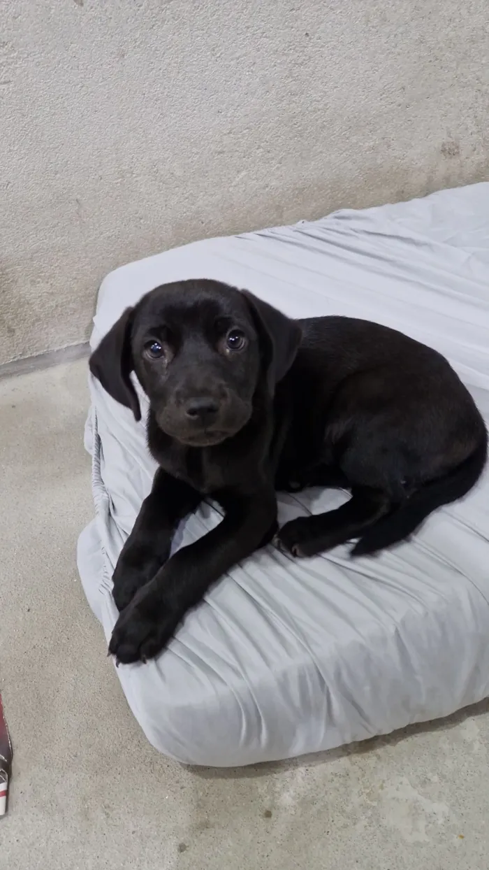 Cachorro raça SRD-ViraLata idade Abaixo de 2 meses nome Pantera 