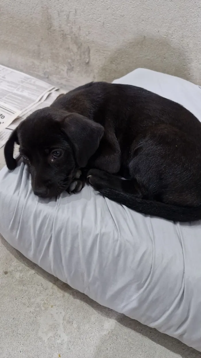 Cachorro raça SRD-ViraLata idade Abaixo de 2 meses nome Pantera 