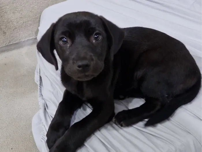 Cachorro raça SRD-ViraLata idade Abaixo de 2 meses nome Pantera 