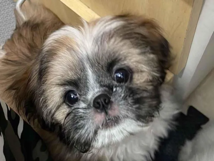 Cachorro raça Shitzu idade 3 anos nome Teodoro 