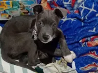 Cachorro raça SRD-ViraLata idade 7 a 11 meses nome Thor
