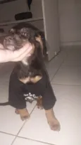 Cachorrinha 