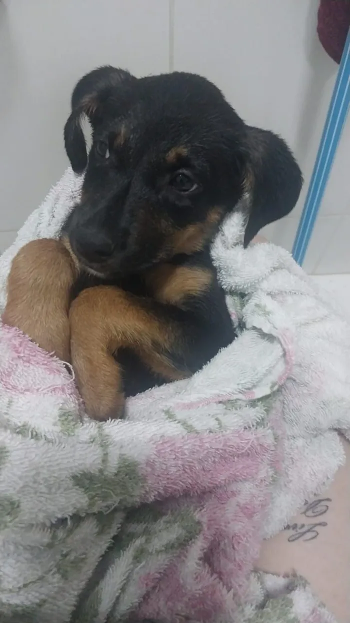 Cachorro raça SRD-ViraLata idade 2 a 6 meses nome Cachorrinha 