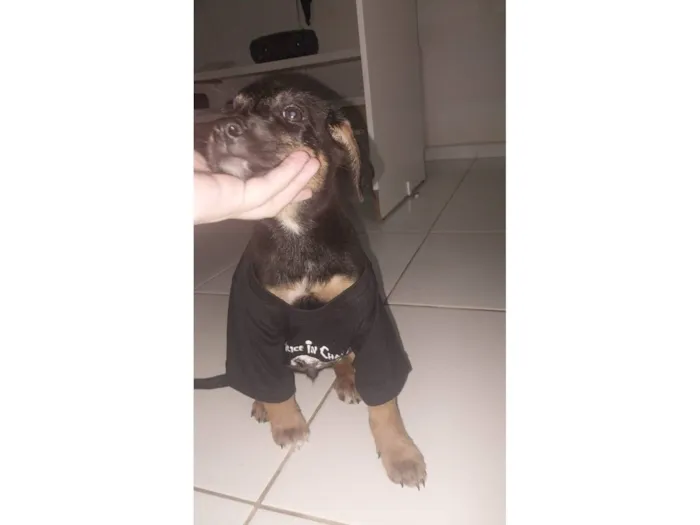 Cachorro raça SRD-ViraLata idade 2 a 6 meses nome Cachorrinha 