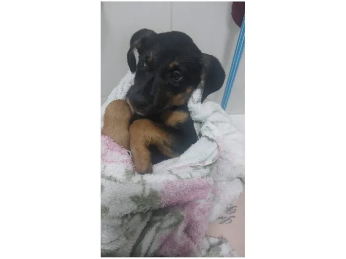 Cachorro raça SRD-ViraLata idade 2 a 6 meses nome Cachorrinha 