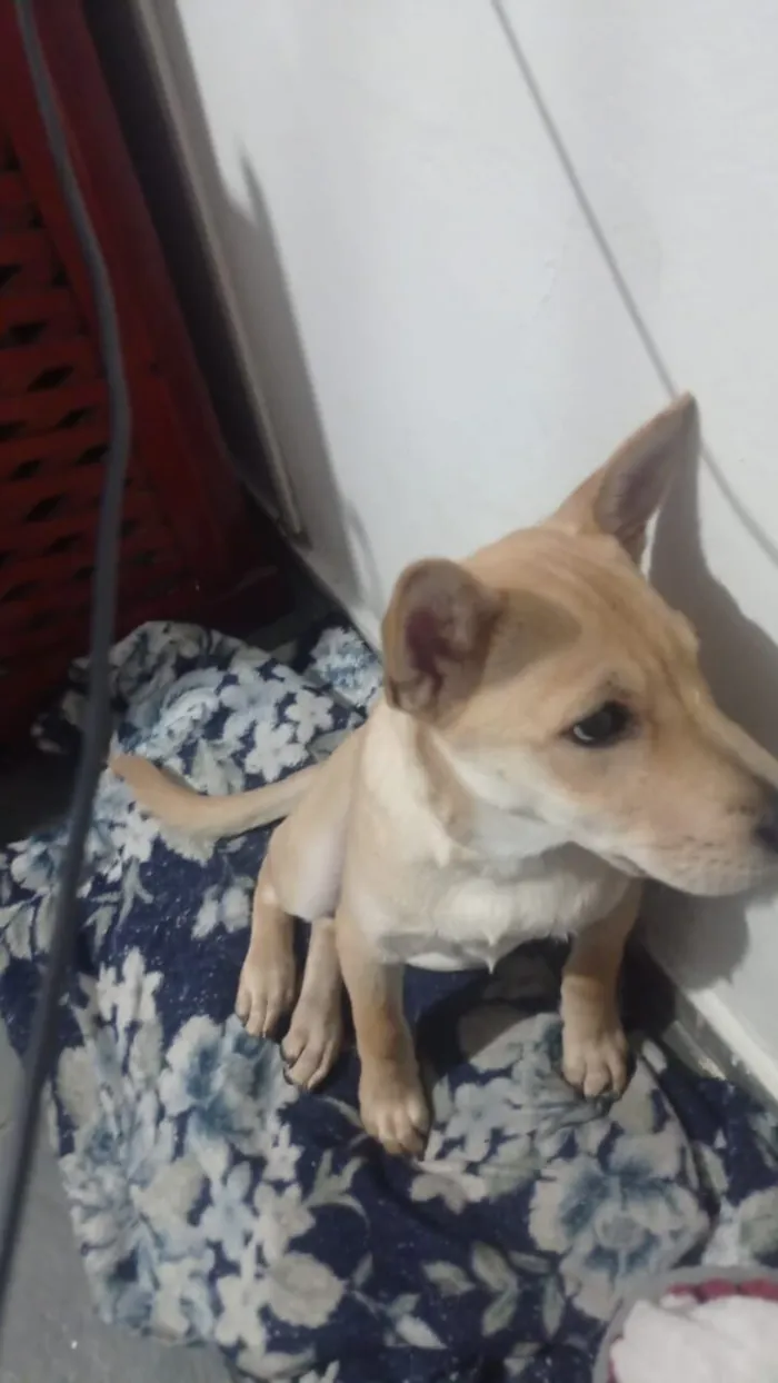 Cachorro raça SRD-ViraLata idade 2 a 6 meses nome Simba
