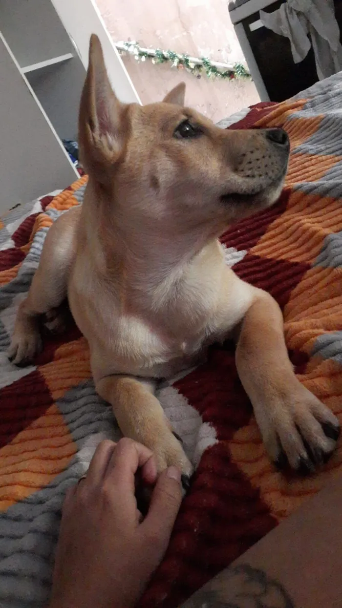 Cachorro raça SRD-ViraLata idade 2 a 6 meses nome Simba