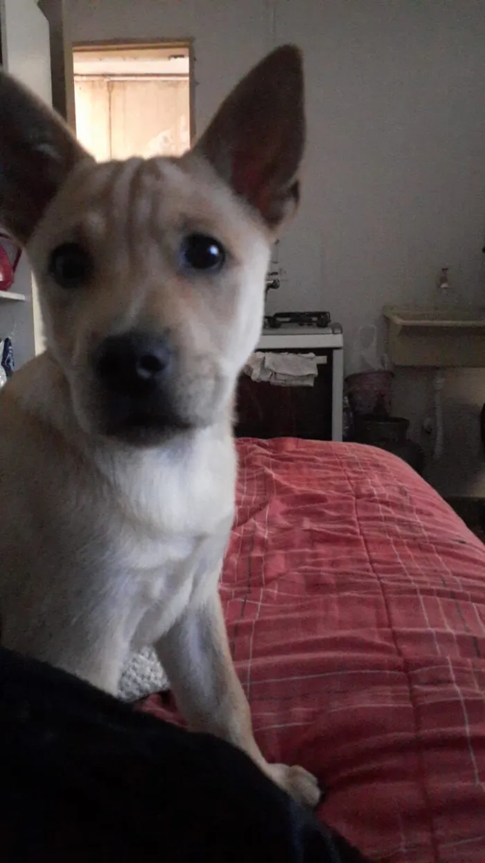 Cachorro raça SRD-ViraLata idade 2 a 6 meses nome Simba