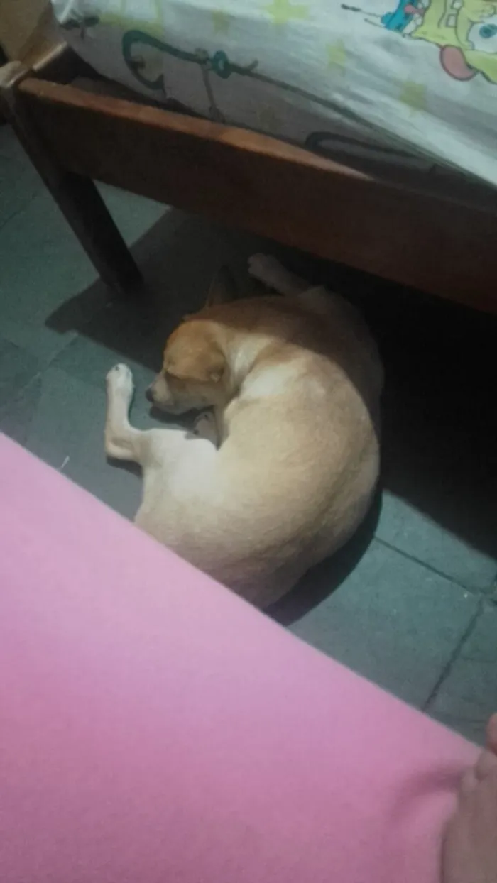 Cachorro raça SRD-ViraLata idade 2 a 6 meses nome Simba