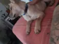 Cachorro raça SRD-ViraLata idade 2 a 6 meses nome Simba