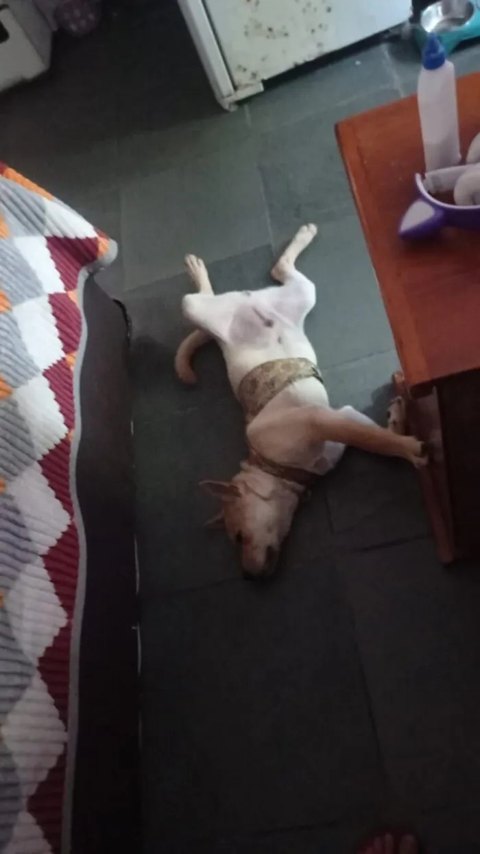 Cachorro raça SRD-ViraLata idade 2 a 6 meses nome Simba