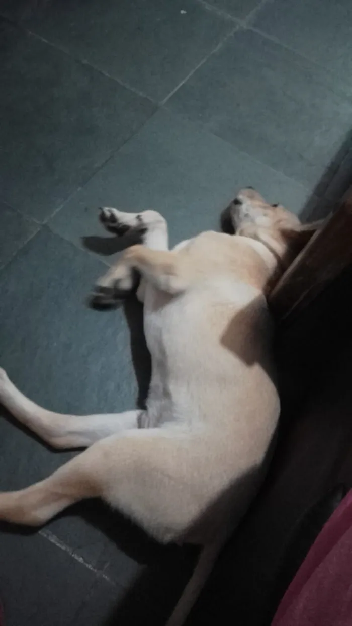 Cachorro raça SRD-ViraLata idade 2 a 6 meses nome Simba