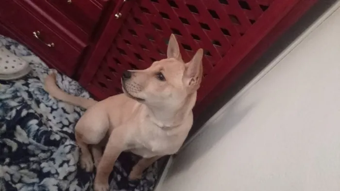 Cachorro raça SRD-ViraLata idade 2 a 6 meses nome Simba