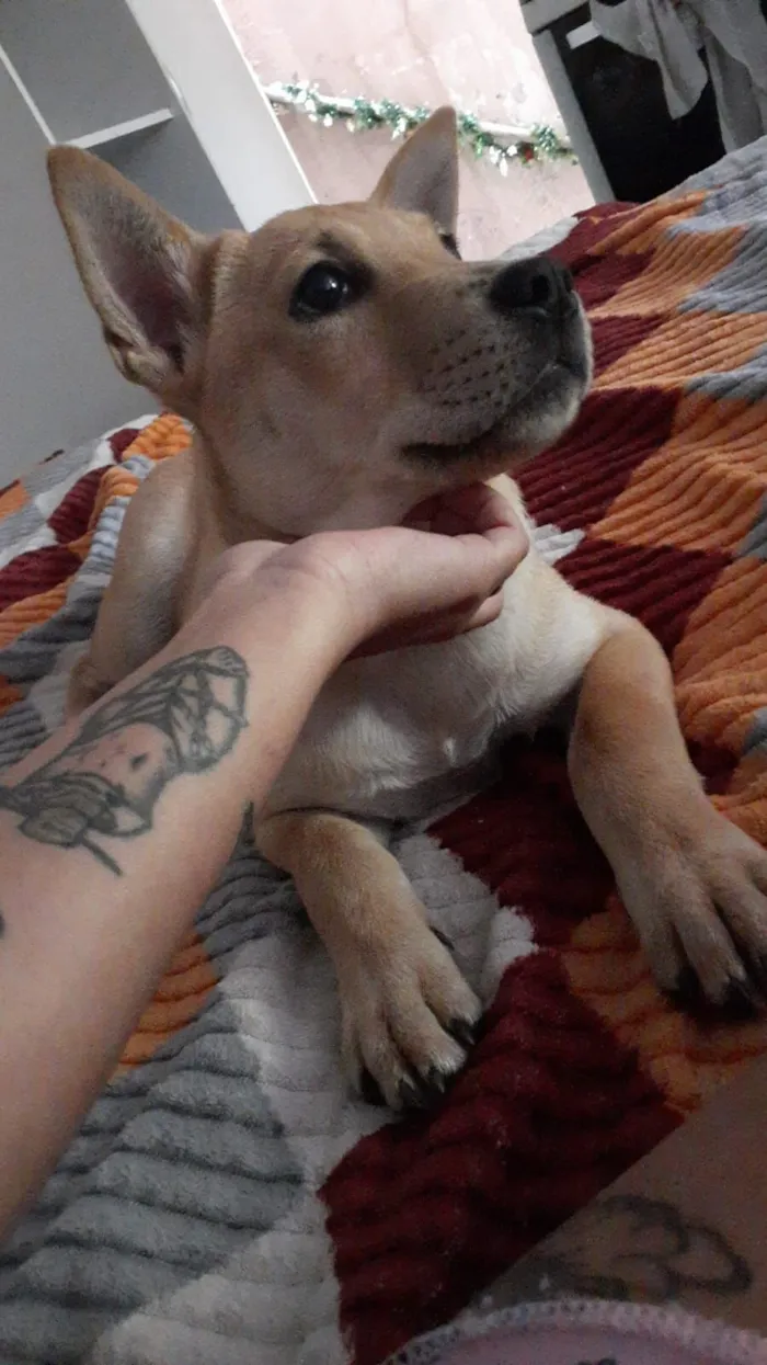 Cachorro raça SRD-ViraLata idade 2 a 6 meses nome Simba