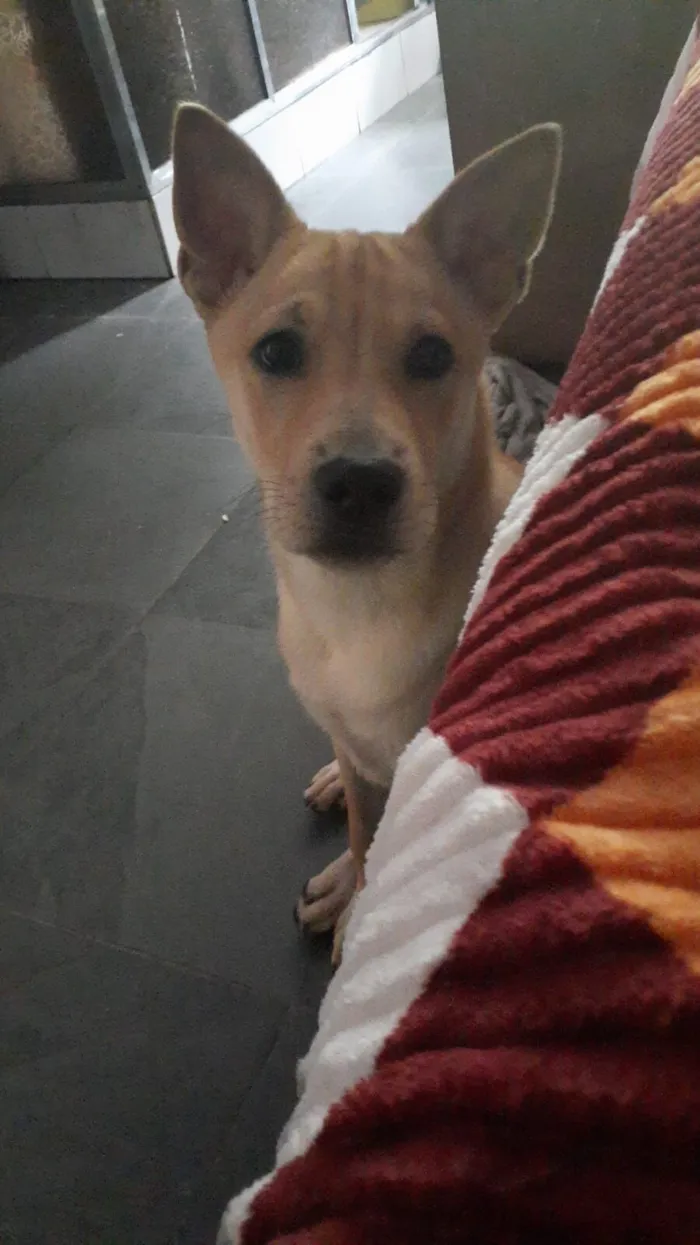 Cachorro raça SRD-ViraLata idade 2 a 6 meses nome Simba