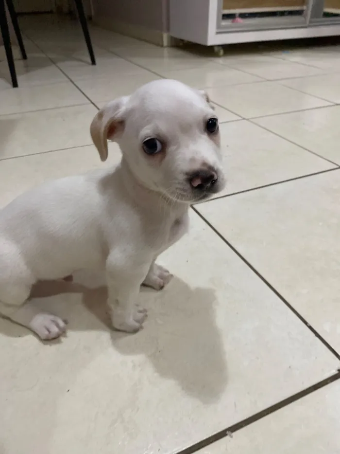 Cachorro raça SRD-ViraLata idade 2 a 6 meses nome Steven 