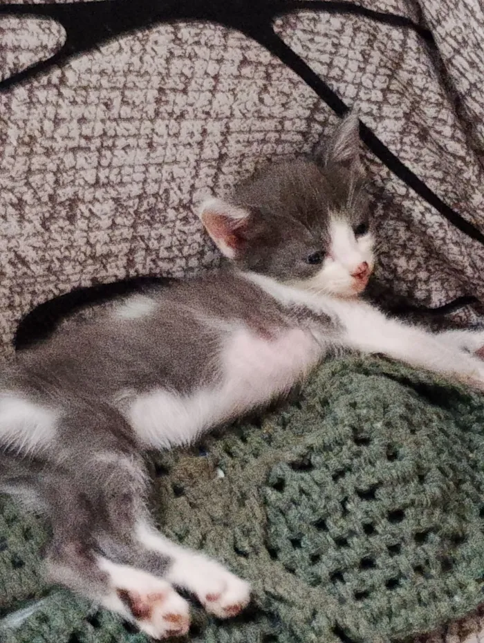 Gato raça SRD-ViraLata idade Abaixo de 2 meses nome Chuchu