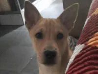 Cachorro raça SRD-ViraLata idade 2 a 6 meses nome Simba