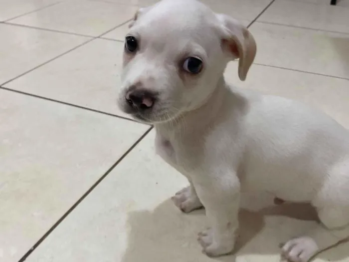 Cachorro raça SRD-ViraLata idade 2 a 6 meses nome Steven 