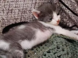 Gato raça SRD-ViraLata idade Abaixo de 2 meses nome Chuchu
