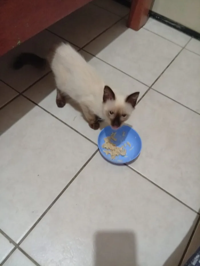 Gato raça Siamês idade 2 a 6 meses nome Sem nome ainda