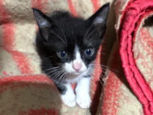 Gato raça SRD-ViraLata idade Abaixo de 2 meses nome Frajola