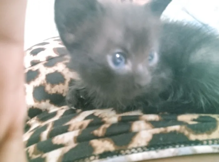 Gato raça SRD-ViraLata idade Abaixo de 2 meses nome Aragorn 